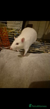 Rat rodents - Advert 7