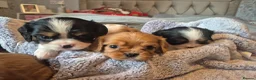 King Charles Spaniel dogs for sale: 6 beautiful king charles cavalier puppies - Advert 8
