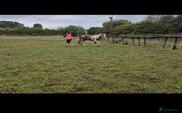 Irish Cob horses for sale: Copper 13.1/2 Gypsy Cob  - Image 10