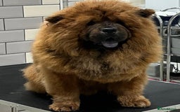 Chow Chow dogs for sale: Adorable mini chow chow pups  - Image 4