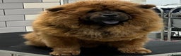 Chow Chow dogs for sale: Adorable mini chow chow pups  - Advert 3
