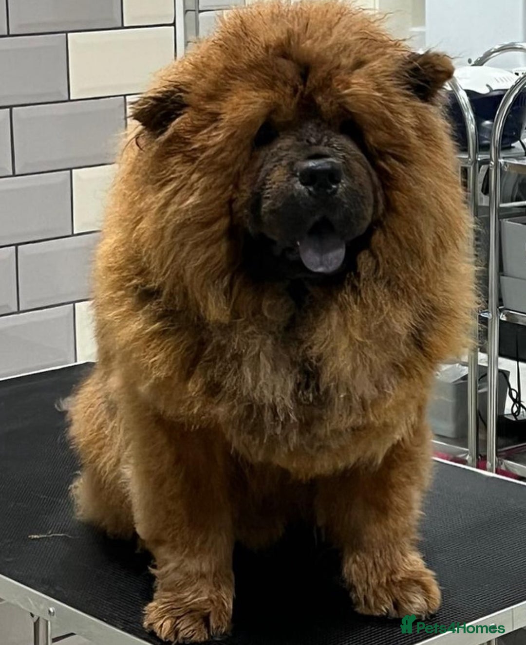 Chow Chow dogs for sale: Adorable mini chow chow pups  - Image 4