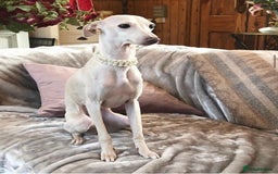 Italian Greyhound dogs for sale: Italian greyhound puppies KC reg European Lineage in Leeds - Image 8