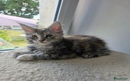 Maine Coon cats for sale: 2 TICA-Registered Maine Coon Kittens Available - Image 12