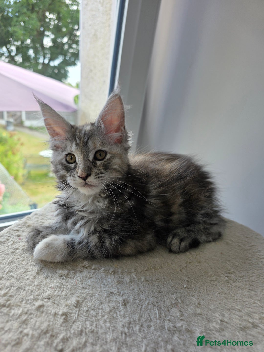 Maine Coon cats for sale: 2 TICA-Registered Maine Coon Kittens Available - Image 12