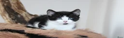 Mixed Breed cats for sale: Boy kitten ready to leave  - Advert 4