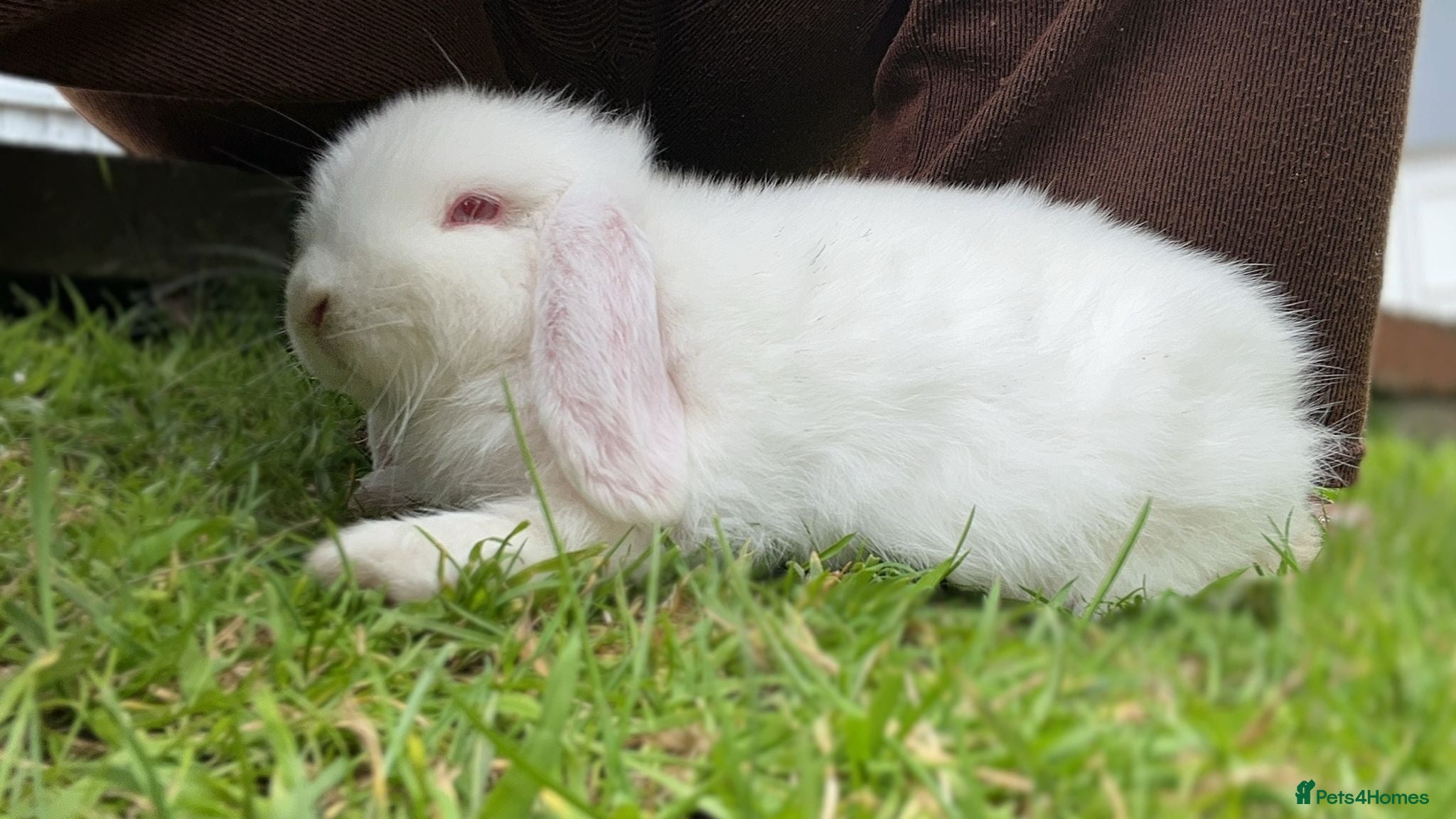 Mini Lop rabbits mini lop babies  - Advert 2