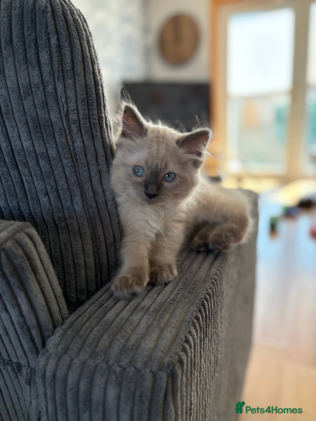 Ragdoll cats for sale: Male ragdoll kitten (4 months old) - Image 6