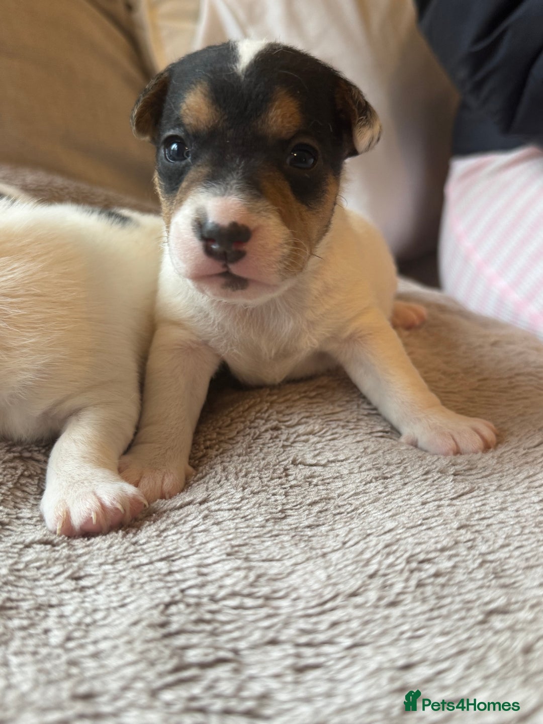 Jack Russell dogs for sale: Jack Russel terriers 3 - Advert 8