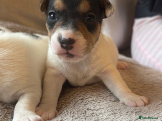 Jack Russell dogs Jack Russel terriers 3 - Advert 8