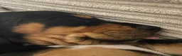 Mixed Breed dogs for sale: Walter - Advert 24