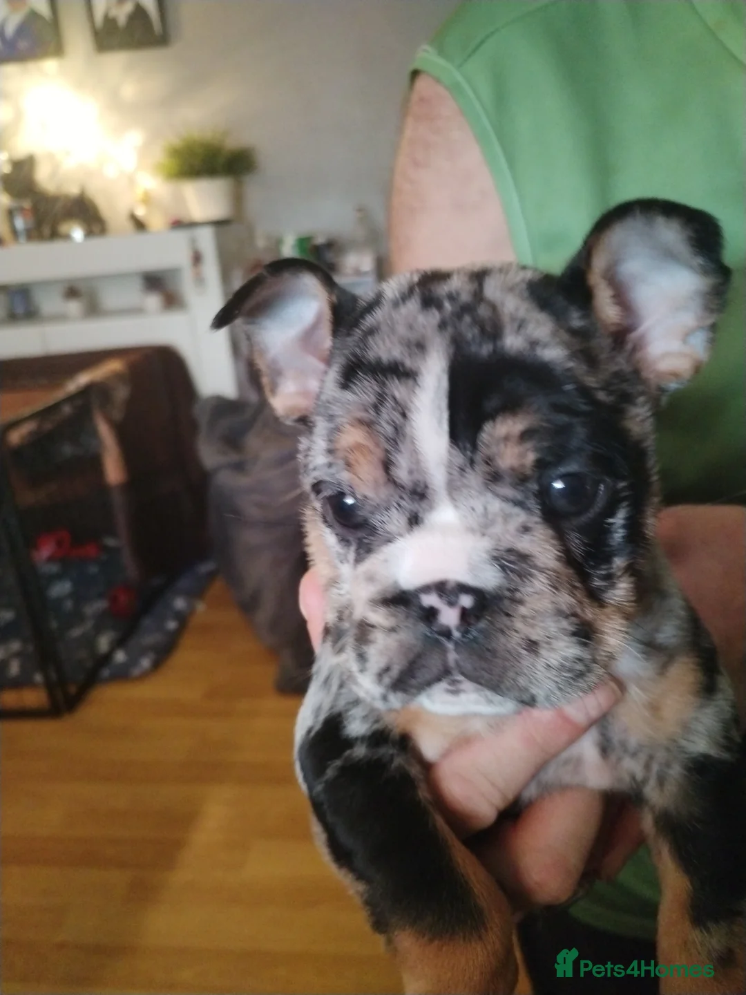 Bull Terrier dogs for sale: Bull Terrier  - Advert 3