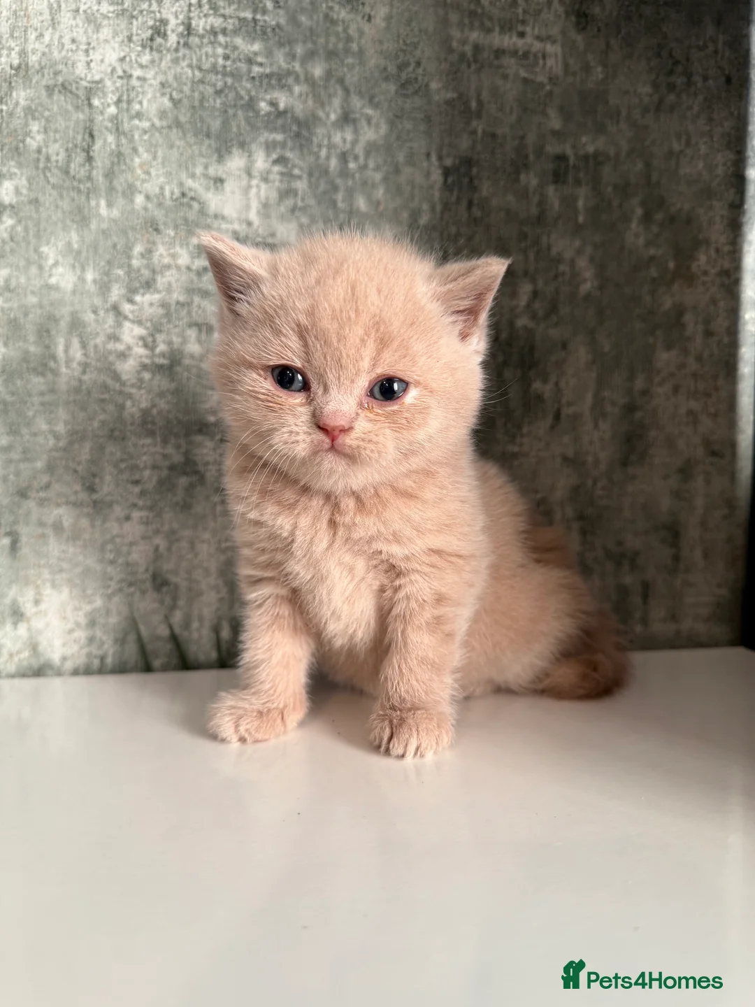British Shorthair cats for sale: Cinnamon carrier Kittens  - Advert 4