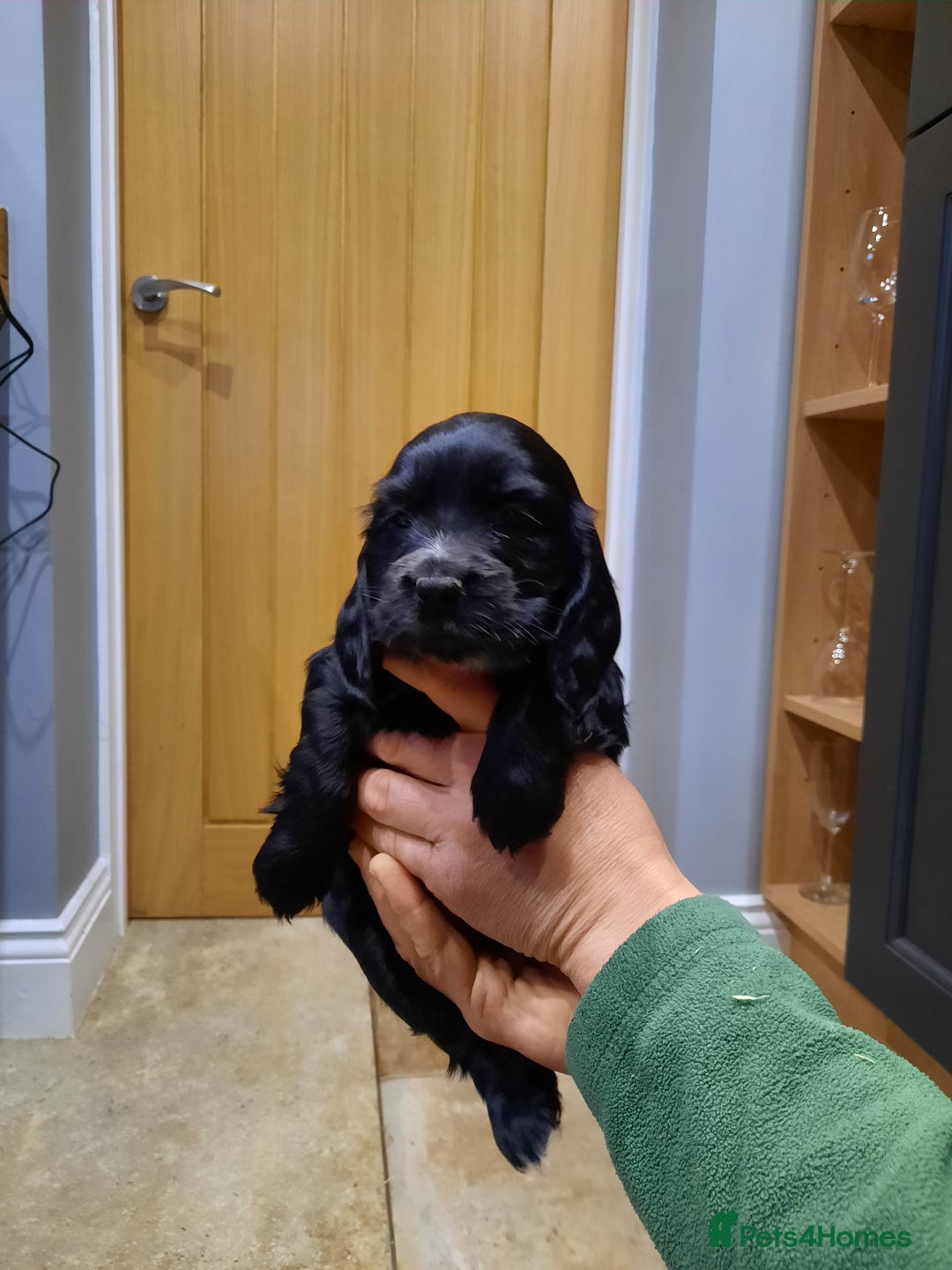 Cocker Spaniel dogs for sale: Cocker Spaniel Puppies - Advert 8