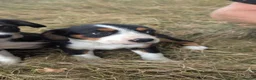 Mixed Breed dogs for sale: Cavalier x Collie - Advert 2
