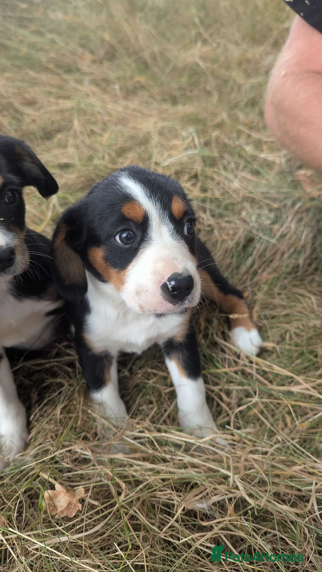Mixed Breed dogs for sale: Cavalier x Collie - Advert 2