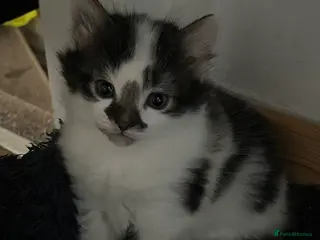 Mixed Breed cats KITTIES - Advert 4