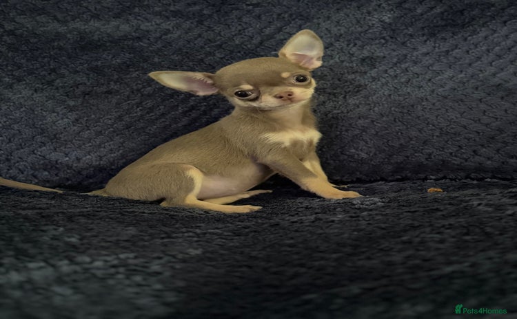 Chihuahua dogs - Advert 10