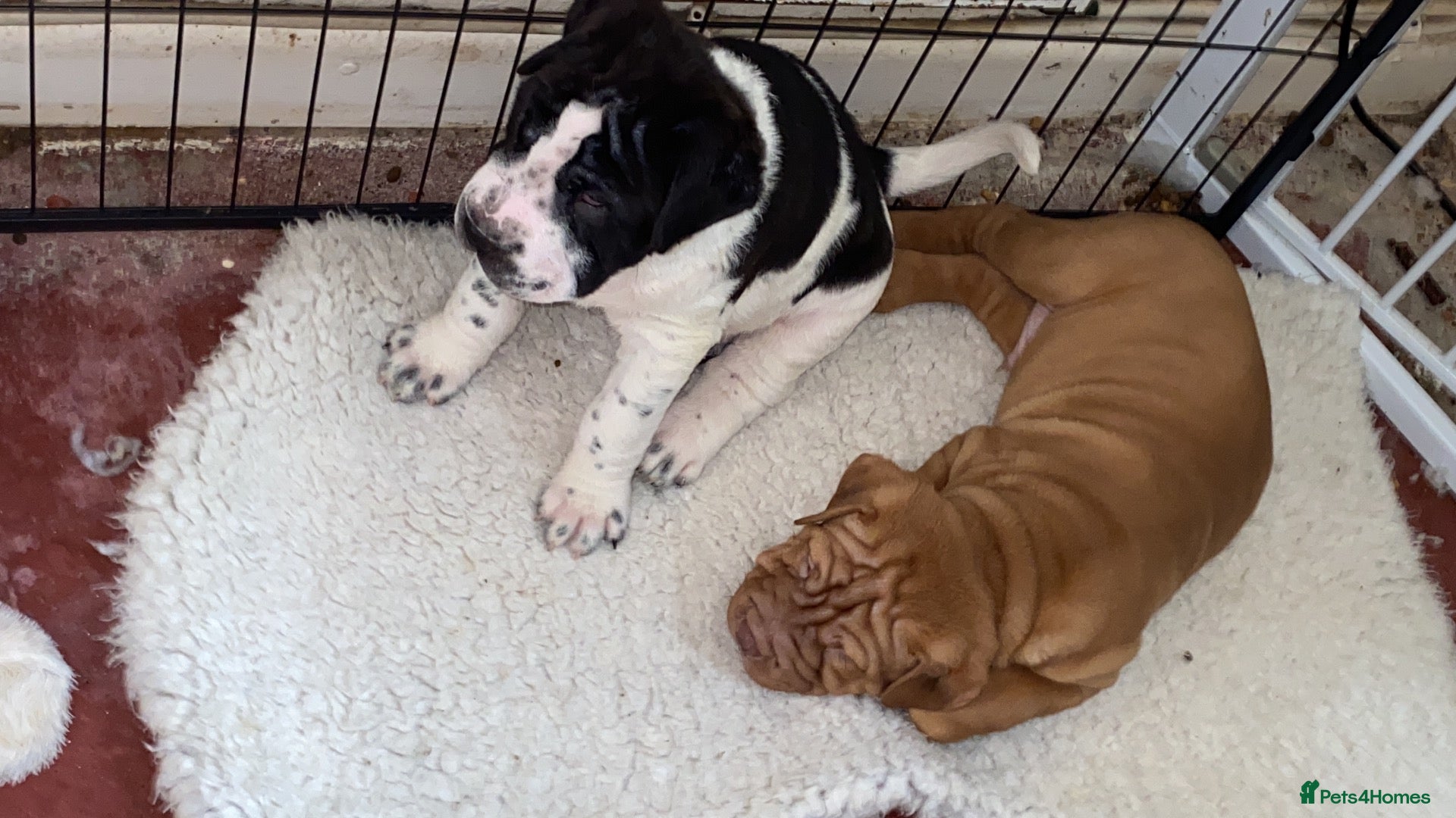 Mixed Breed dogs Shar-pei x Ridgeback  - Advert 17