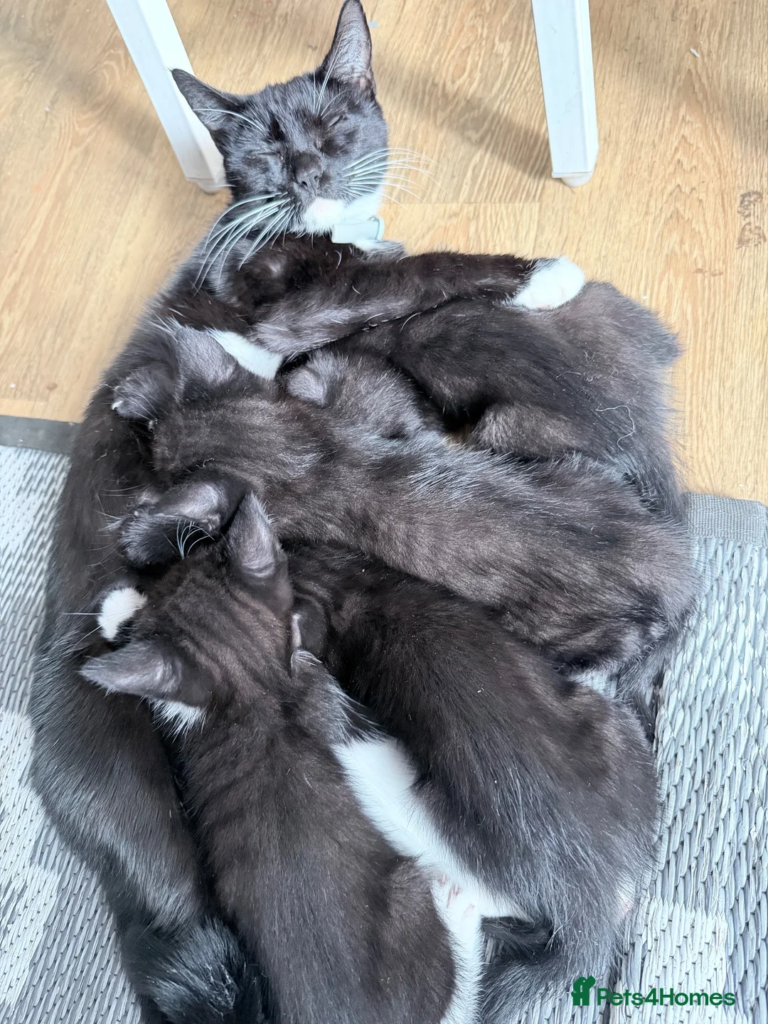 Mixed Breed cats for sale: 4 cute playful kittens ready for forever home 😍 in Manchester - Advert 1