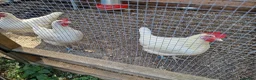 Chickens poultry for sale: LayingvChickens for sale  - Advert 3