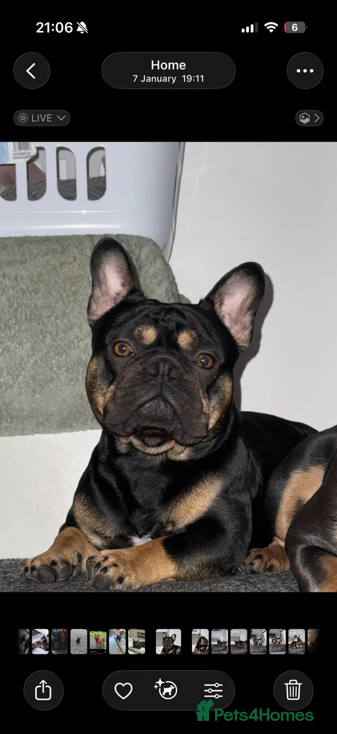 French Bulldog dogs for sale: French bulldog puppies  in Burnley - Advert 2