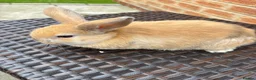 Mini Lop rabbits for sale: Mini lop rabbits - Advert 3