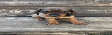 DASHALIER 1