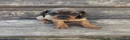Mixed Breed dogs for sale: DASHALIER PUPPIES Cavalier X dachshund in Saffron Walden - Advert 13