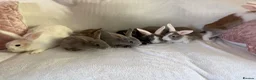 Rex rabbits for sale: Baby Rex’s  - Advert 3