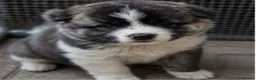 Akita dogs for sale: Beautiful American Akita Puppies in Sheffield - Advert 4