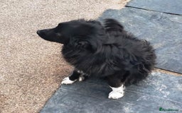 Mixed Breed dogs for adoption: Daisy, a Beautiful Soul - for a Loving Home in Nottingham - Image 24