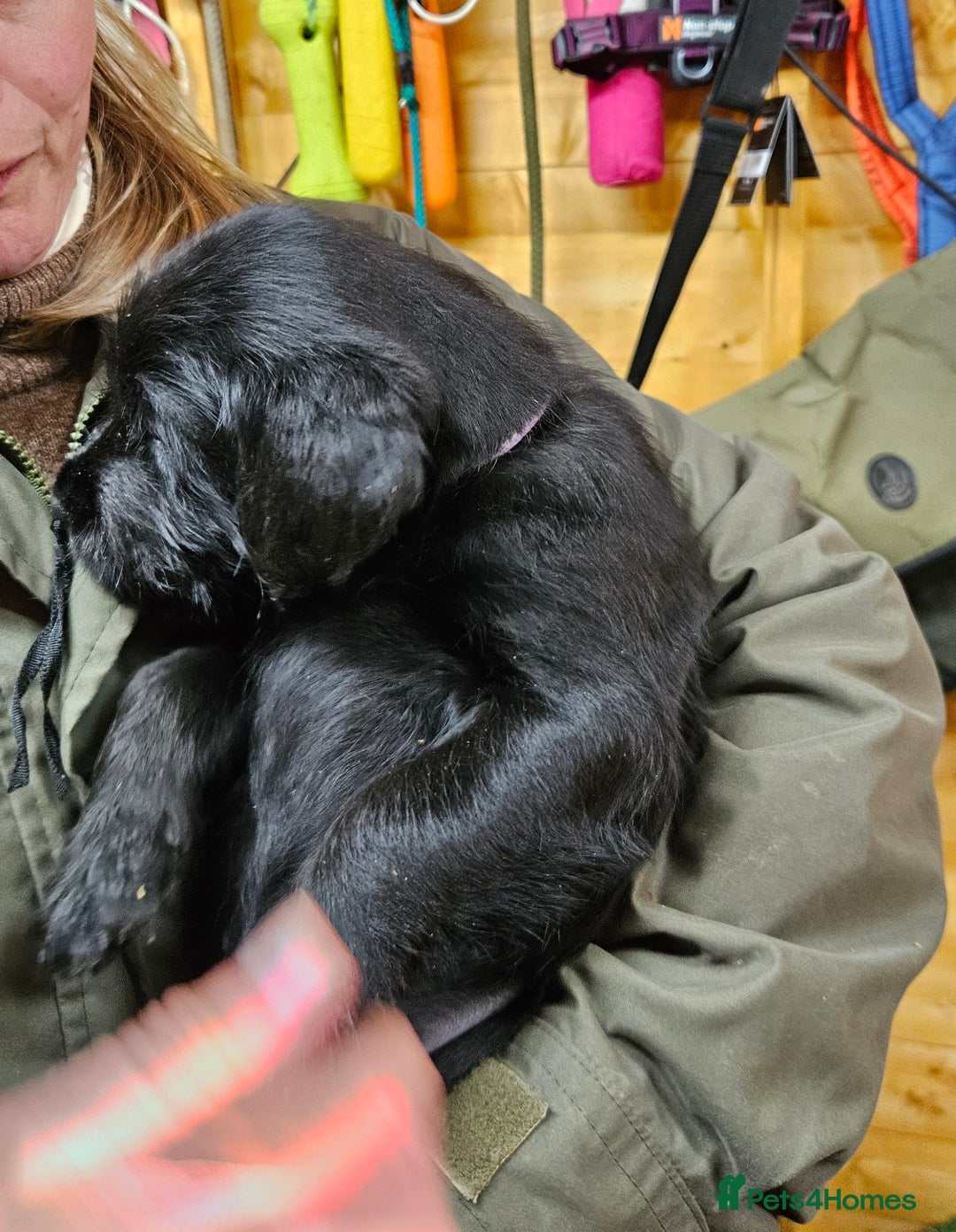 Labrador Retriever dogs for sale: Black labrador x gwp puppies working or pet homes - Advert 31
