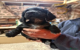 Cocker Spaniel dogs for sale: Cocker spaniel puppies - Image 6