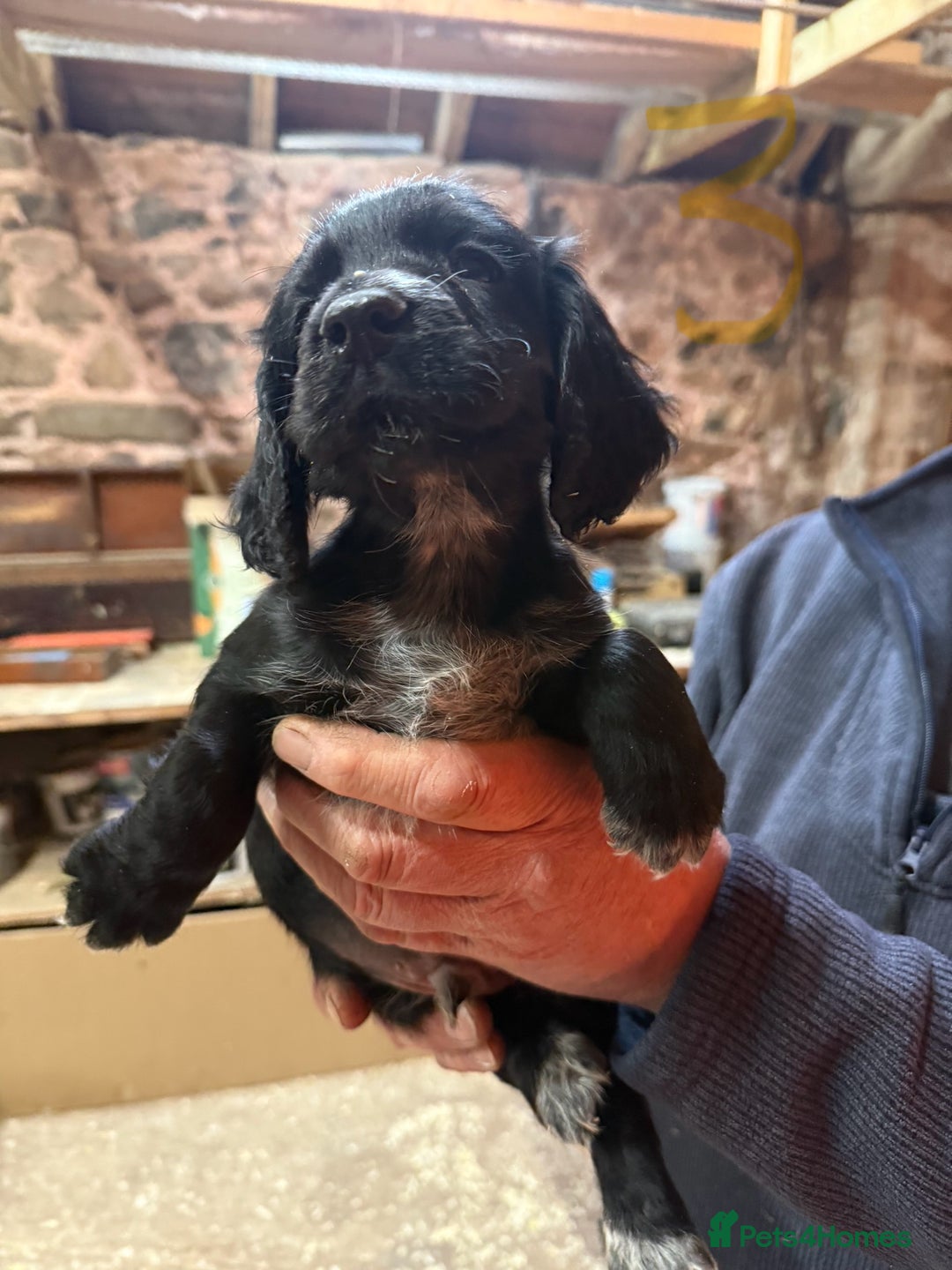 Cocker Spaniel dogs for sale: Cocker spaniel puppies - Image 6