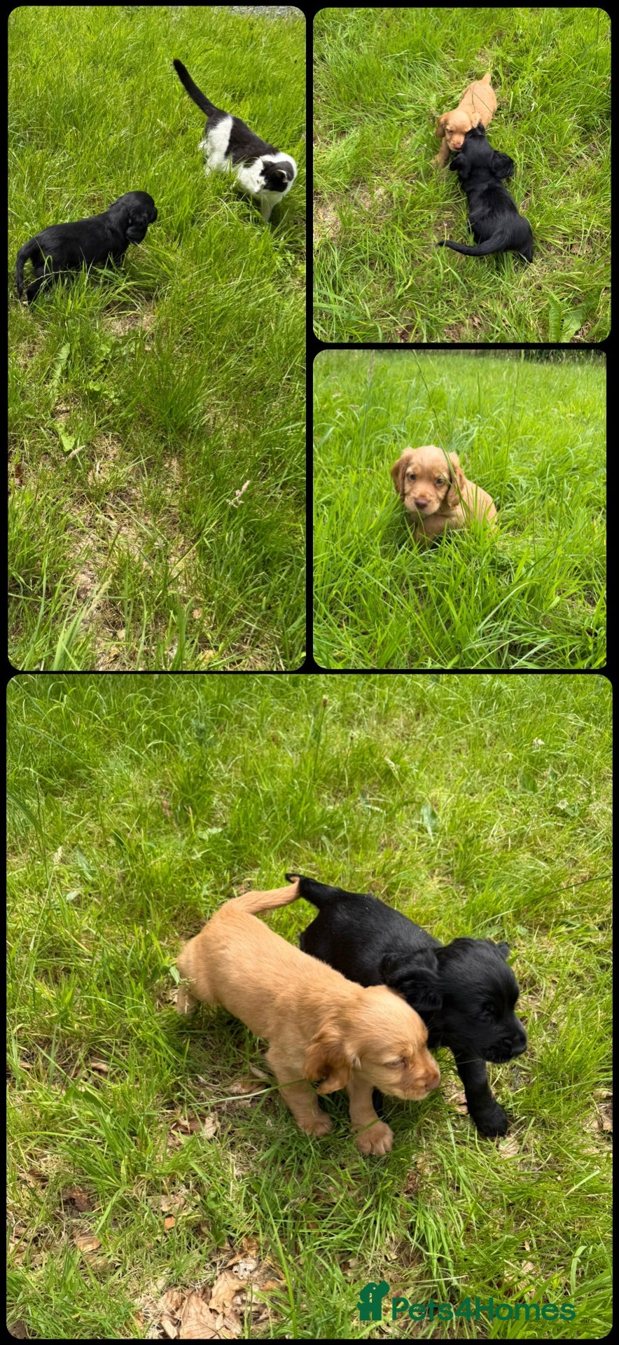Cocker Spaniel dogs KC Registered Working Cocker Spaniels - Advert 2