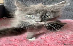 Russian Blue cats for sale: Gorgeous Russian Blue Cross Kittens Ready! 💝 - Image 4
