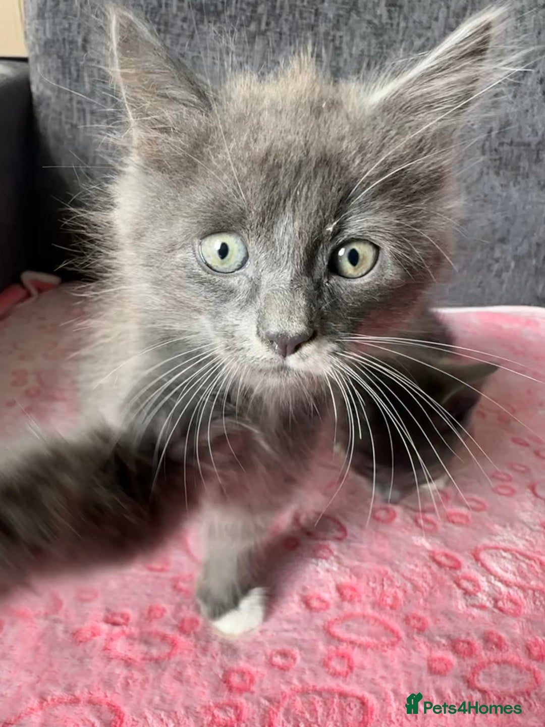 Russian Blue cats for sale: Gorgeous Russian Blue Cross Kittens Ready! 💝 - Image 4