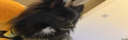 Pomeranian dogs for stud: Diesel - Advert 2