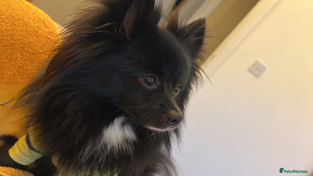 Pomeranian dogs for stud: Diesel - Advert 2