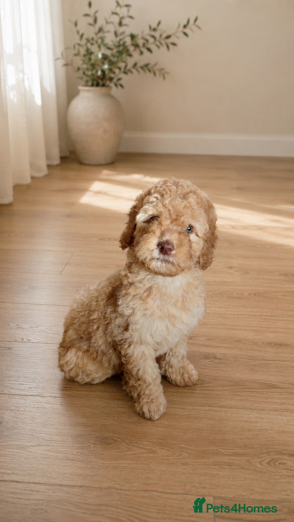 Labradoodle dogs 1 Girl Remaining Aussie/Irish Labradoodles  - Advert 1
