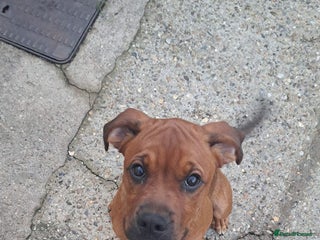 Mixed Breed dogs Boxodor - Advert 1