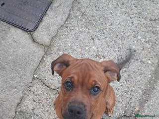 Mixed Breed dogs Boxodor - Advert 5