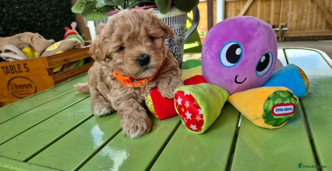 Maltipoo dogs for sale: Small Maltipoo boys ❤️❤️❤️ READY NOW 🫶 - Image 20