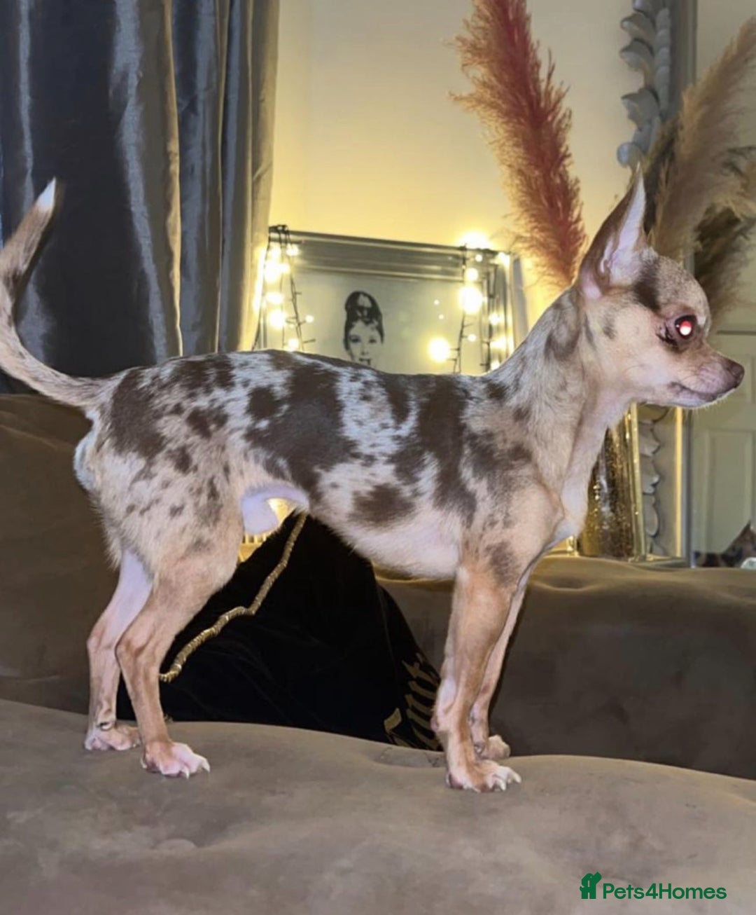 Chihuahua dogs for stud: Exceptional Tiny Merle Chihuahua – Proven Stud - Advert 2