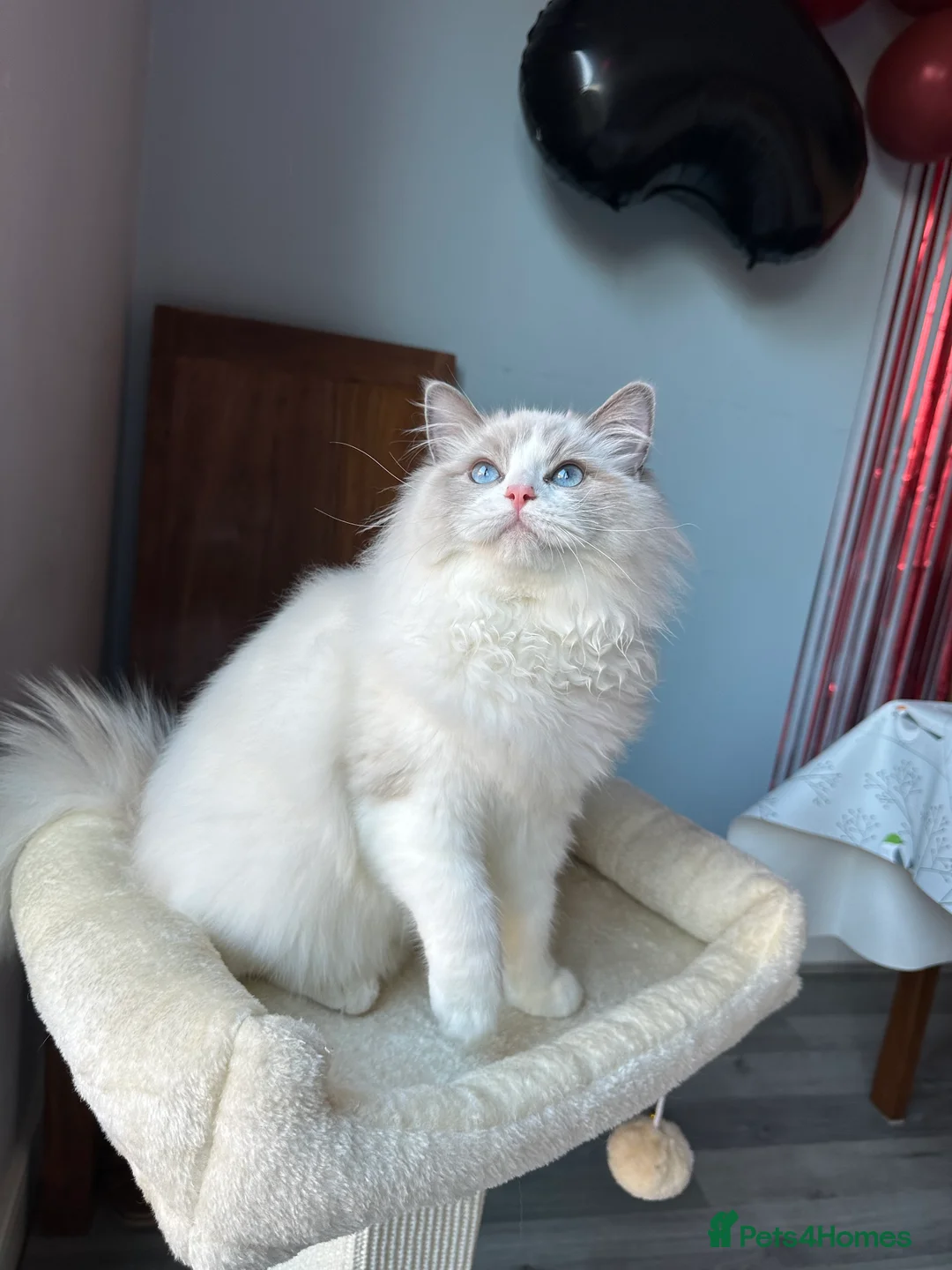 Ragdoll cats for sale:  ACTIVE CAT OR pet TICA Registered Ragdoll Kittens - Advert 13