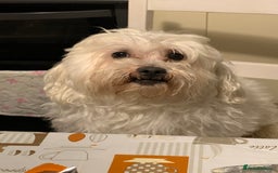 Maltese dogs for stud: Maltese terrier for stud - Image 4