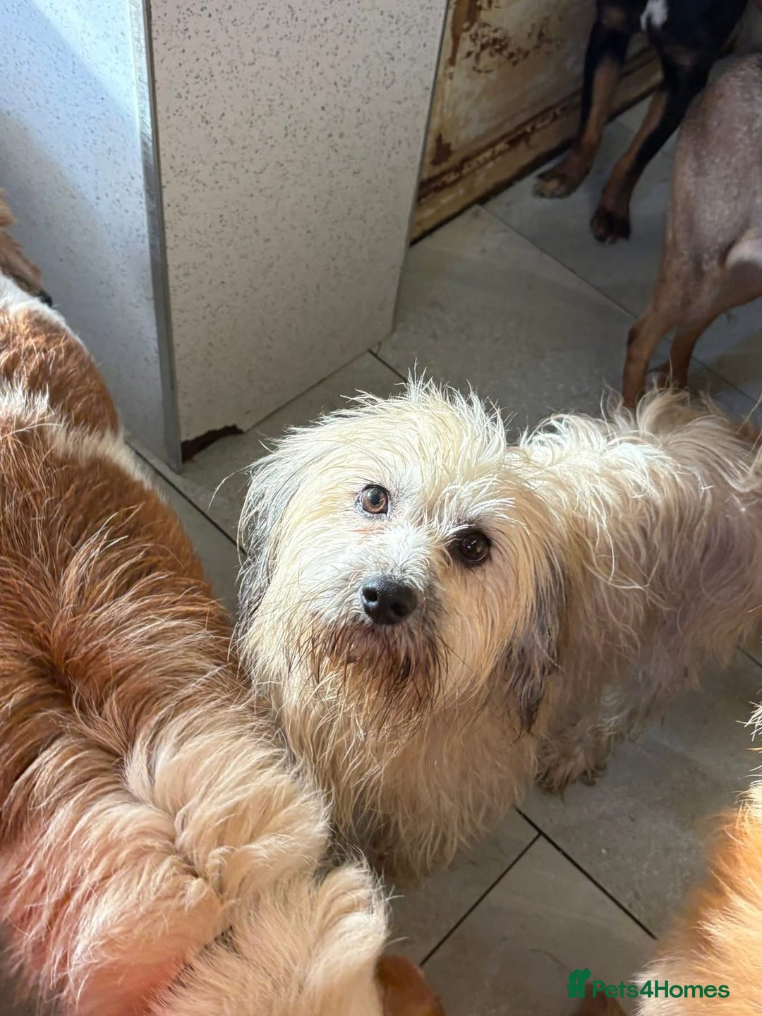 Mixed Breed dogs for adoption: Alison - Norwich Norfolk  - Advert 17