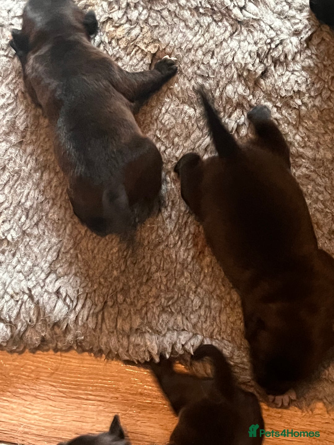 Staffordshire Bull Terrier dogs for sale: READY NOW KC STAFFORDSHIRE BULL TERRIER - Image 11