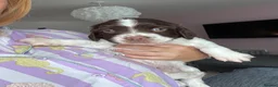 English Springer Spaniel dogs for sale: English Springer Spaniel Pups - Advert 2